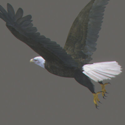 rigged dolphin eagles 3d model - Animated Wildlife MegaPack by NONECG