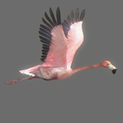 crow flamingo parrots 3d 3ds - Animated Birds Pack by NONECG