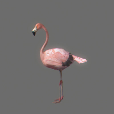 rigged dolphin eagles 3d model - Animated Wildlife MegaPack by NONECG