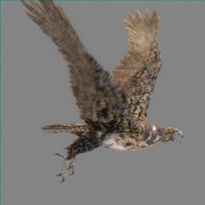 rigged dolphin eagles 3d model - Animated Wildlife MegaPack by NONECG