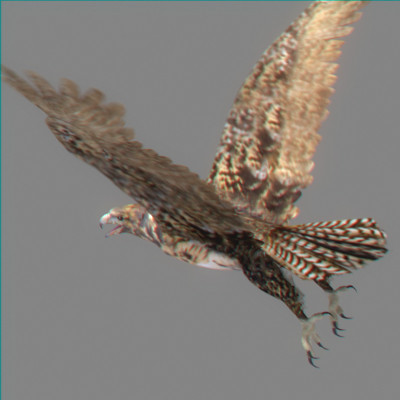 rigged dolphin eagles 3d model - Animated Wildlife MegaPack by NONECG