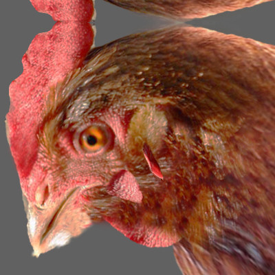 maya farm birds - Animated Farm Birds Pack by NONECG