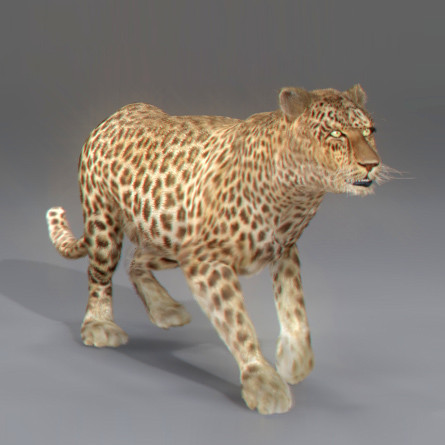 3d rigged animation - Rigged and Animated Felines Pack by NONECG