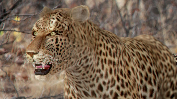 3d rigged animation - Rigged and Animated Felines Pack by NONECG