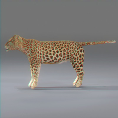 3d rigged animation - Rigged and Animated Felines Pack by NONECG