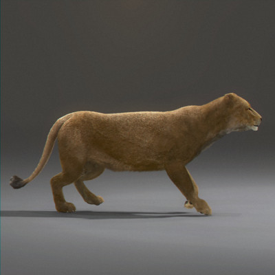 rigged mammals max - Rigged Mammals Megapack by NONECG