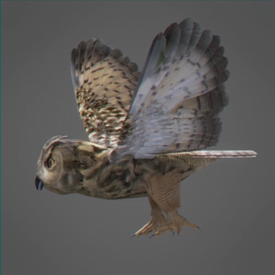 rigged dolphin eagles 3d model - Animated Wildlife MegaPack by NONECG