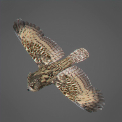 rigged dolphin eagles 3d model - Animated Wildlife MegaPack by NONECG