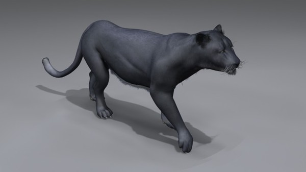 3d rigged animation - Rigged and Animated Felines Pack by NONECG