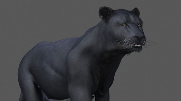 3d rigged animation - Rigged and Animated Felines Pack by NONECG