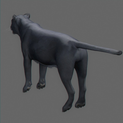 3d rigged animation - Rigged and Animated Felines Pack by NONECG