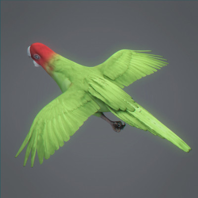 crow flamingo parrots 3d 3ds - Animated Birds Pack by NONECG