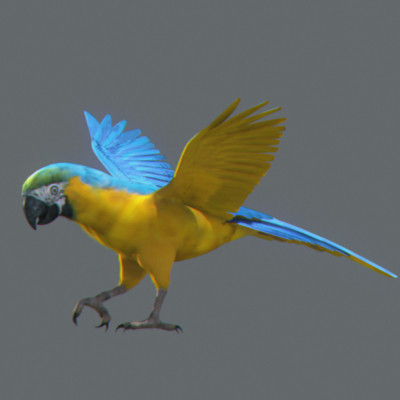 rigged dolphin eagles 3d model - Animated Wildlife MegaPack by NONECG