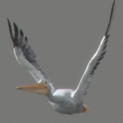 rigged dolphin eagles 3d model - Animated Wildlife MegaPack by NONECG