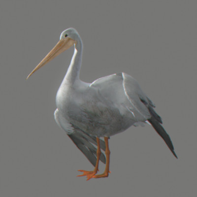 rigged dolphin eagles 3d model - Animated Wildlife MegaPack by NONECG