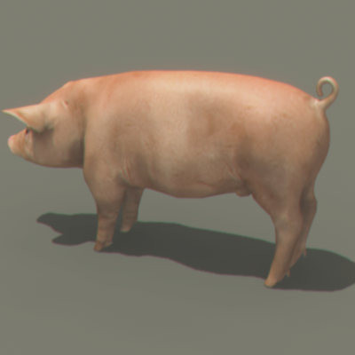 3ds max farm turkey doves - Farm Animals Pack by NONECG