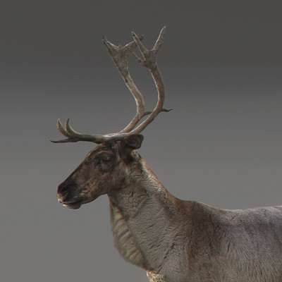 rigged mammals max - Rigged Mammals Megapack by NONECG