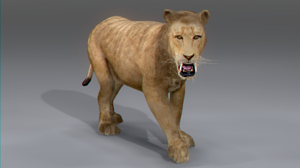 3d rigged animation - Rigged and Animated Felines Pack by NONECG