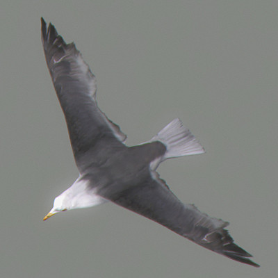 rigged dolphin eagles 3d model - Animated Wildlife MegaPack by NONECG