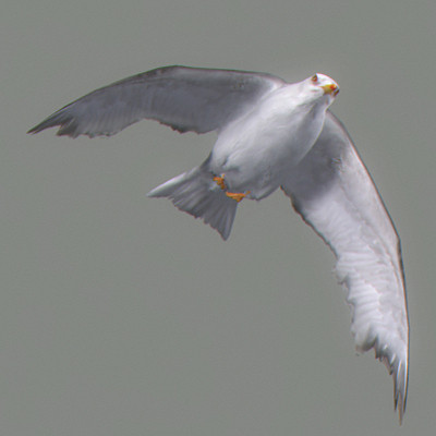 rigged dolphin eagles 3d model - Animated Wildlife MegaPack by NONECG