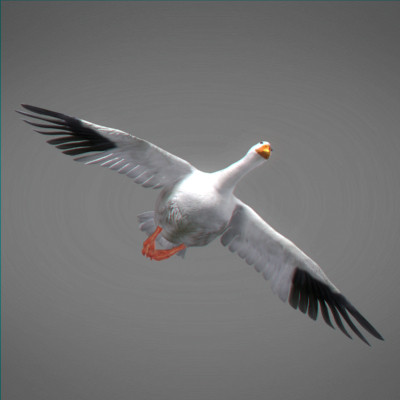maya farm birds - Animated Farm Birds Pack by NONECG