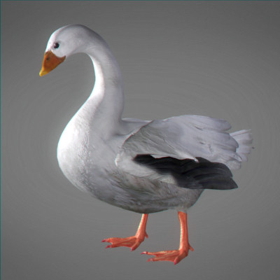 maya farm birds - Animated Farm Birds Pack by NONECG