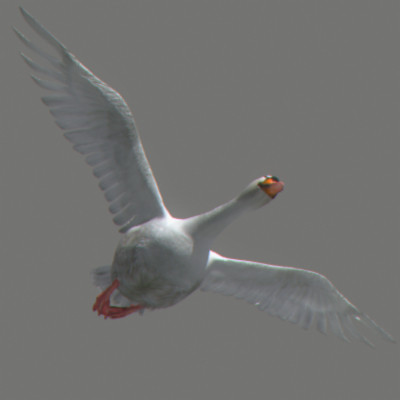 rigged dolphin eagles 3d model - Animated Wildlife MegaPack by NONECG