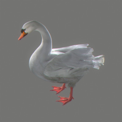 rigged dolphin eagles 3d model - Animated Wildlife MegaPack by NONECG