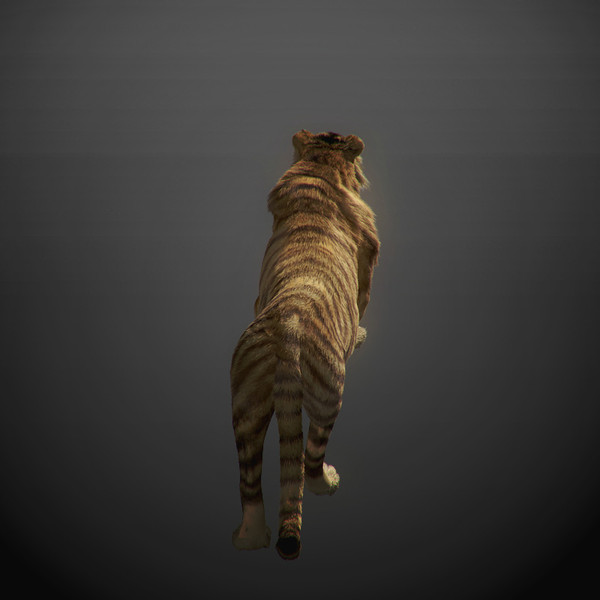 3d rigged animation - Rigged and Animated Felines Pack by NONECG