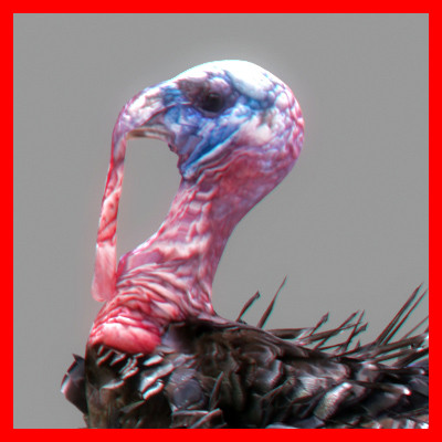 maya farm birds - Animated Farm Birds Pack by NONECG