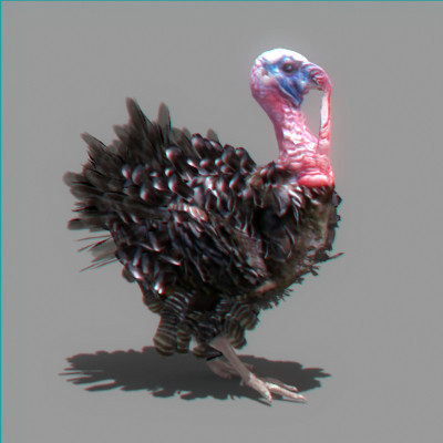 maya farm birds - Animated Farm Birds Pack by NONECG