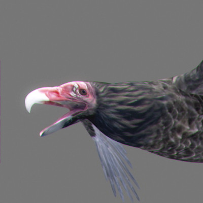 rigged dolphin eagles 3d model - Animated Wildlife MegaPack by NONECG