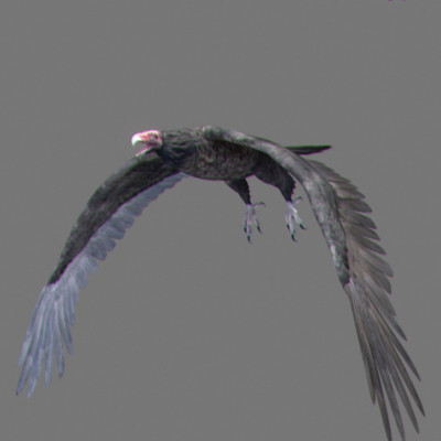 rigged dolphin eagles 3d model - Animated Wildlife MegaPack by NONECG