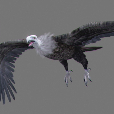 rigged dolphin eagles 3d model - Animated Wildlife MegaPack by NONECG