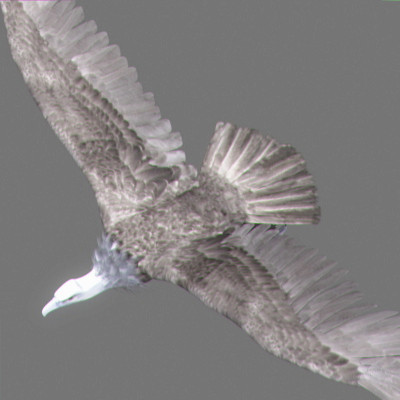 rigged dolphin eagles 3d model - Animated Wildlife MegaPack by NONECG