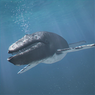 rigged dolphin eagles 3d model - Animated Wildlife MegaPack by NONECG