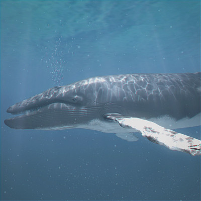 rigged dolphin eagles 3d model - Animated Wildlife MegaPack by NONECG