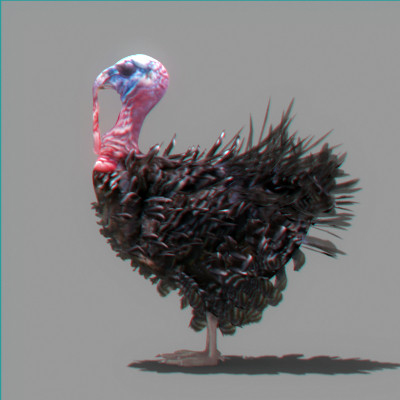 turkey wild hunting 3d model - Turkey by NONECG