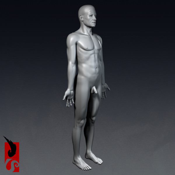 3d male anatomy - integumentary model - Male Anatomy - Integumentary Skin System by IllumeStudio