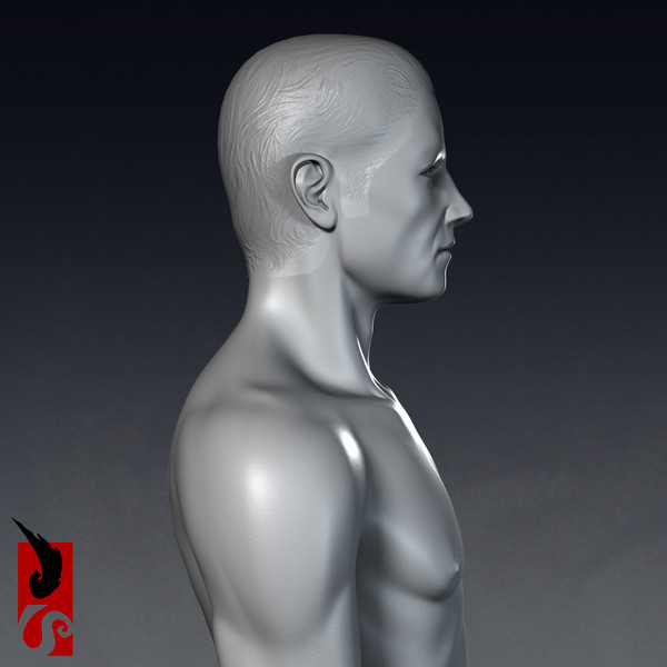 3d male anatomy - integumentary model - Male Anatomy - Integumentary Skin System by IllumeStudio