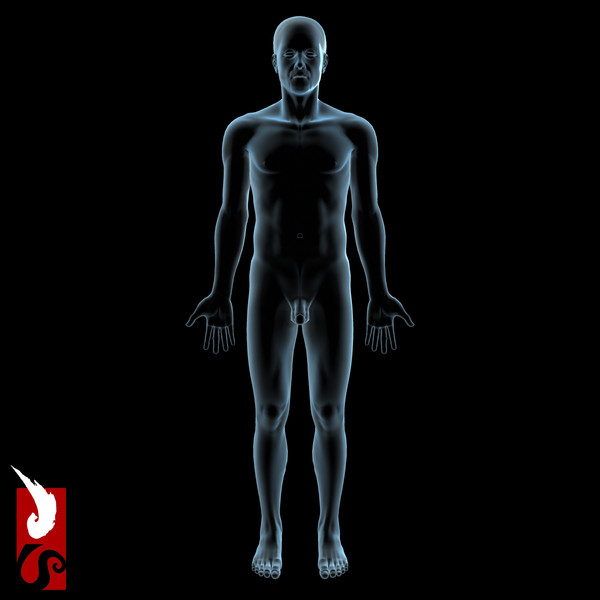 3d male anatomy - x-ray - Male Anatomy - X-Ray Integumentary System by IllumeStudio