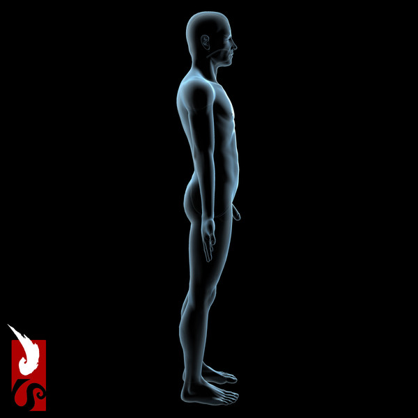 3d male anatomy - x-ray - Male Anatomy - X-Ray Integumentary System by IllumeStudio