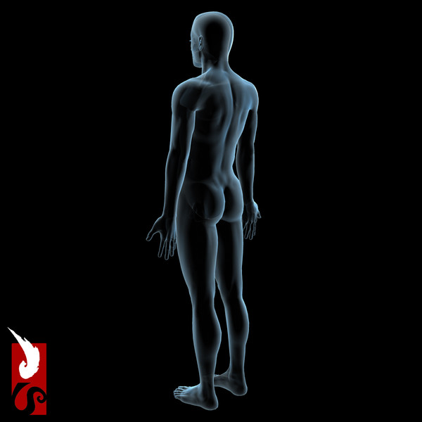 3d male anatomy - x-ray - Male Anatomy - X-Ray Integumentary System by IllumeStudio