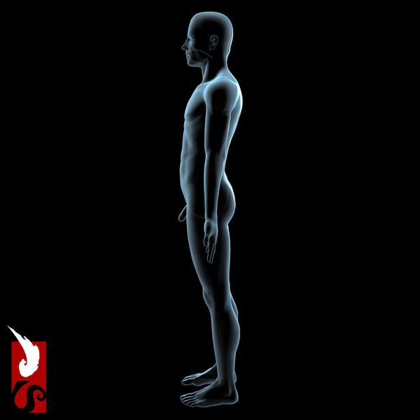 3d male anatomy - x-ray - Male Anatomy - X-Ray Integumentary System by IllumeStudio
