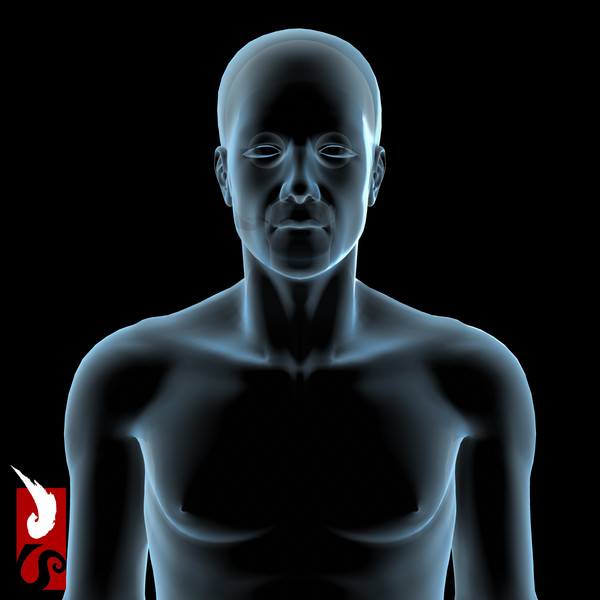 3d male anatomy - x-ray - Male Anatomy - X-Ray Integumentary System by IllumeStudio
