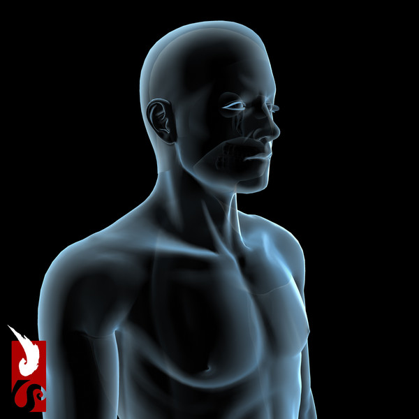 3d male anatomy - x-ray - Male Anatomy - X-Ray Integumentary System by IllumeStudio