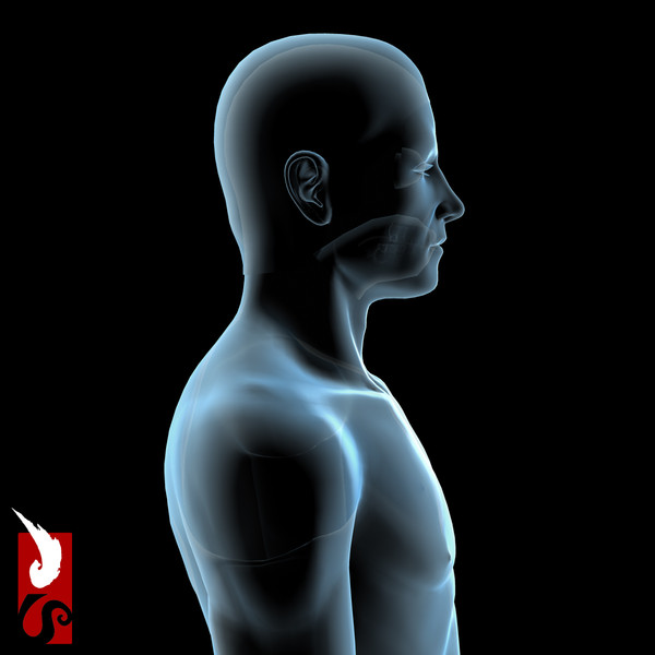 3d male anatomy - x-ray - Male Anatomy - X-Ray Integumentary System by IllumeStudio