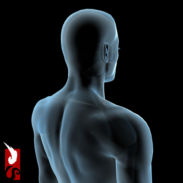 3d male anatomy - x-ray - Male Anatomy - X-Ray Integumentary System by IllumeStudio