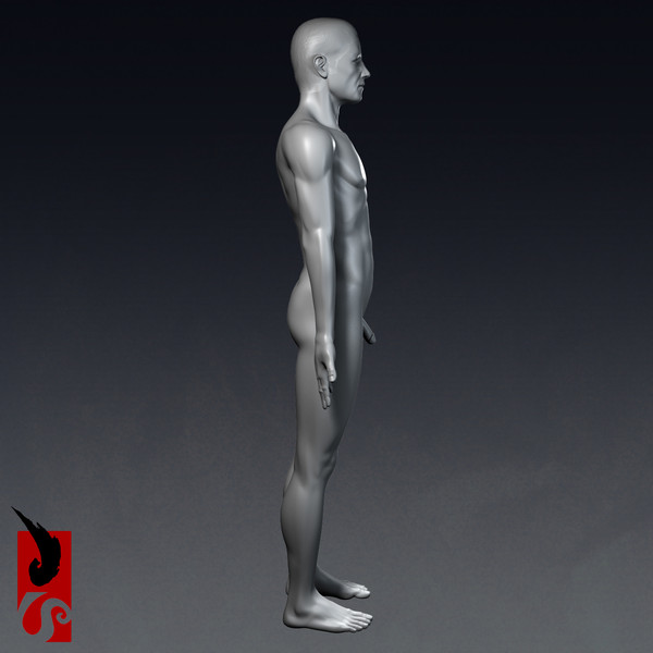 3d male anatomy - x-ray - Male Anatomy - X-Ray Integumentary System by IllumeStudio