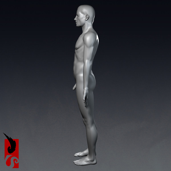 3d male anatomy - x-ray - Male Anatomy - X-Ray Integumentary System by IllumeStudio